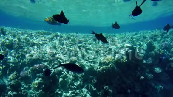 埃及红海中五颜六色的珊瑚和鱼群上方游泳的4k视频视频的预览图
