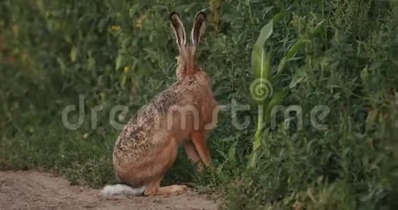 欧洲野兔夏季户外野外公路白俄罗斯欧洲野兔欧洲野兔或布朗视频的预览图