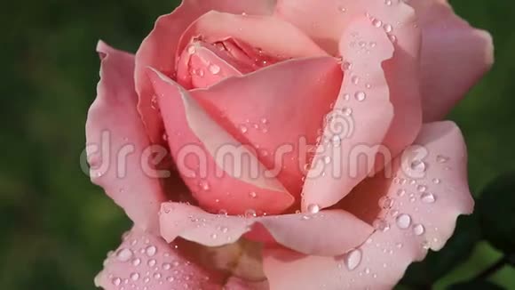春天花园里带水滴的粉红色玫瑰视频的预览图