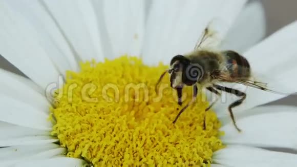 蜜蜂在花上视频的预览图