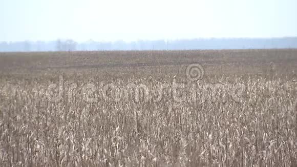 一大片干燥的玉米秸秆秋天的景色一望无际的广袤无垠视频的预览图