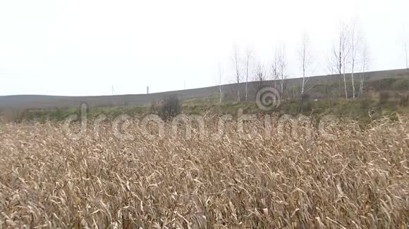 一大片干燥的玉米秸秆秋天的风景无边无际的广阔3视频的预览图