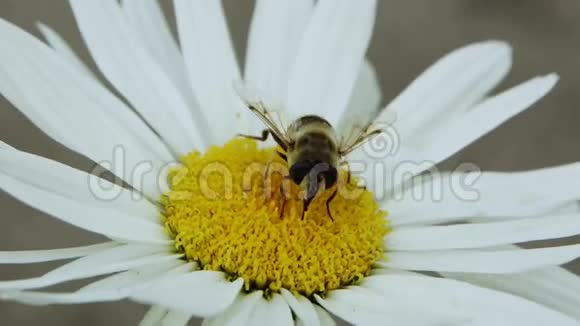 蜜蜂在花上视频的预览图
