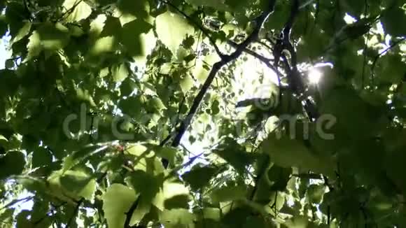 阳光透过风吹在树叶上视频的预览图