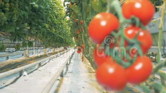 一簇红色西红柿模糊的图像变得集中视频的预览图