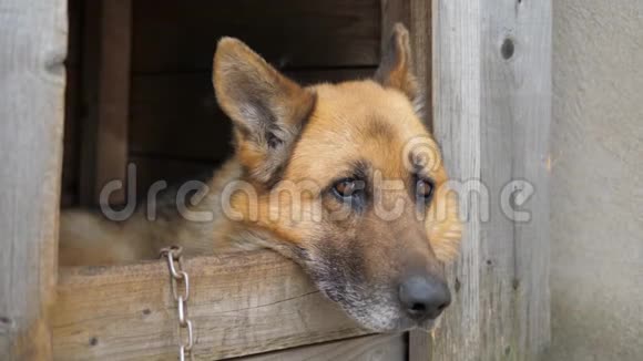 一只德国牧羊犬悲伤的眼睛躲在狗屋里视频的预览图