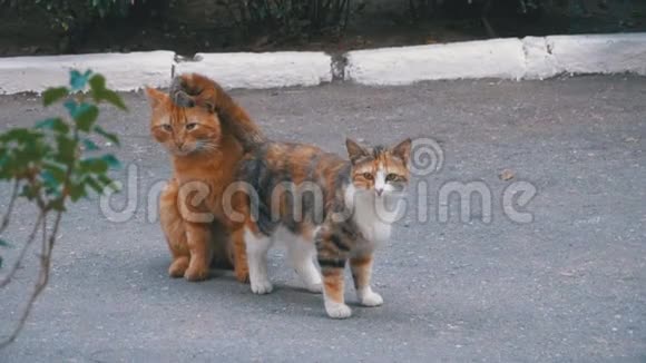 城市公园里无家可归的三月红猫和三色猫视频的预览图