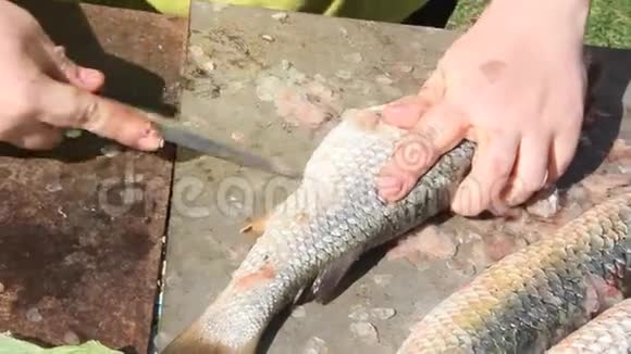 清洗切鲜鱼视频的预览图