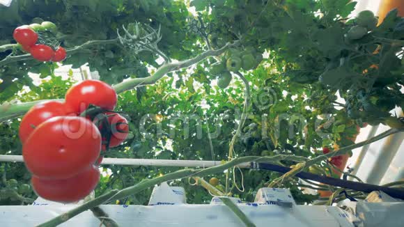 番茄的绿色分支上面有一个番茄簇框架向左偏移视频的预览图