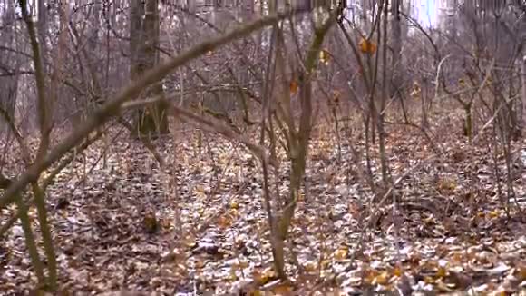 深秋在树林里视频的预览图