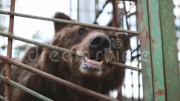 欧洲欧亚棕色俄罗斯熊UrusArctosArctos啃噬动物园视频的预览图