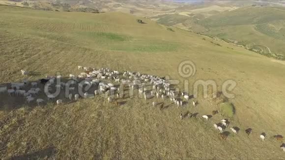 在牛群中看到绵羊和山羊视频的预览图