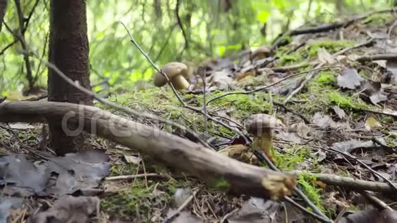 秋天在森林里采蘑菇女人用刀割蘑菇笔视频的预览图