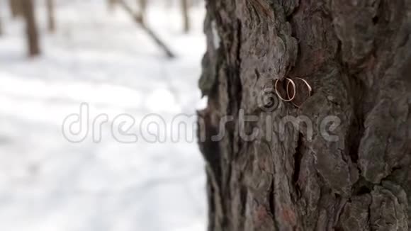 结婚戒指放在树皮上结婚戒指上的旧木头纹理树皮的树结婚戒指视频的预览图