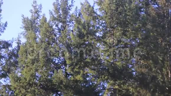 松树在风中摇曳天空视频的预览图