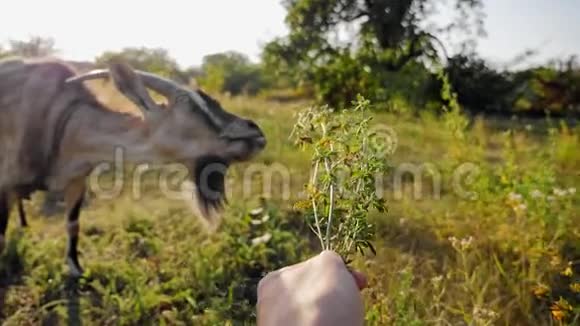 一个人用手里的草喂山羊视频的预览图