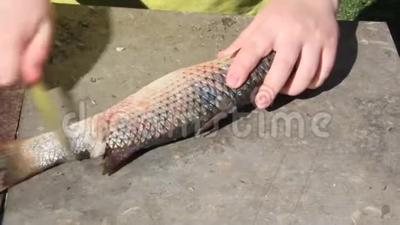 清洗切鲜鱼视频的预览图