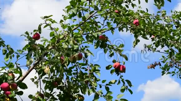 花园里树上的苹果在蓝天的背景下视频的预览图