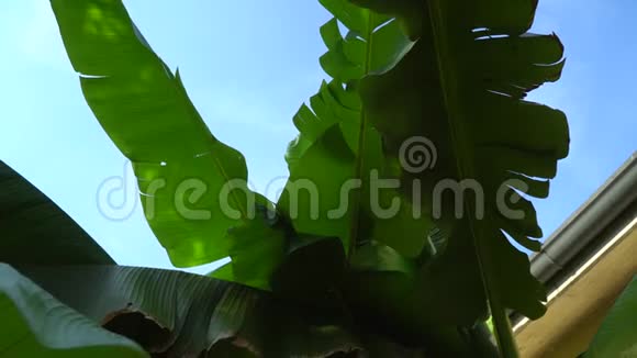 有风的棕榈树视频的预览图