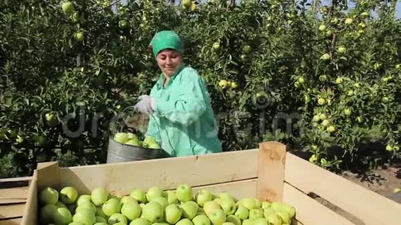 采摘水果的女人用收获的苹果倒桶视频的预览图
