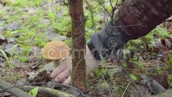 秋天在森林里采蘑菇女人用刀割蘑菇笔视频的预览图