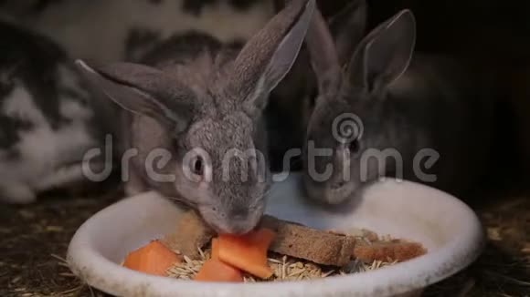 兔子正在吃人类共有的胡萝卜视频的预览图