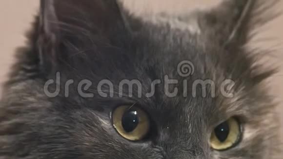 猫科动物面对的是灰色镜头视频的预览图
