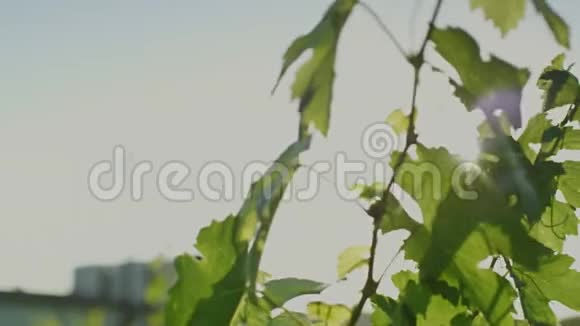 在风和日丽的夏日一片片叶子在摇曳视频的预览图