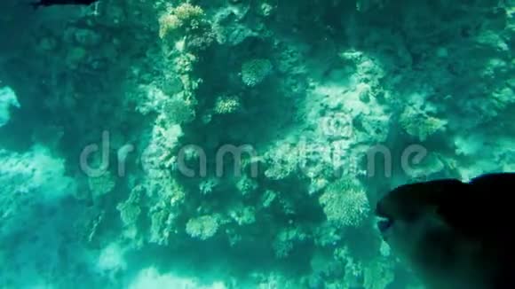 埃及红海中五颜六色的珊瑚和鱼群上方游泳的4k视频视频的预览图