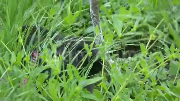 黑兔躲在草丛里吃东西视频的预览图