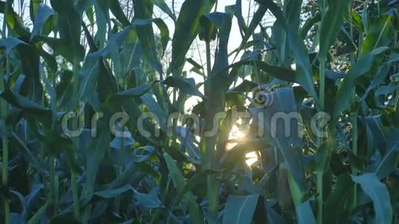 阳光透过玉米叶子照射进来视频的预览图