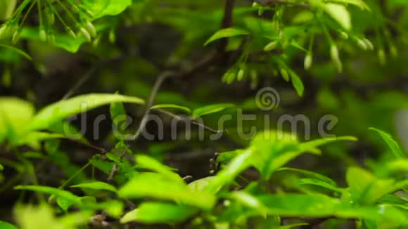 雨后夏林中的绿叶和树枝把雨水滴在热带植物的绿叶上视频的预览图