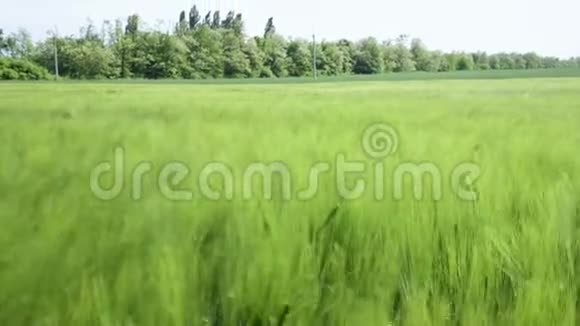 美丽的春天麦田和绿色的小麦特写为绿色产业草在风中摇曳视频的预览图
