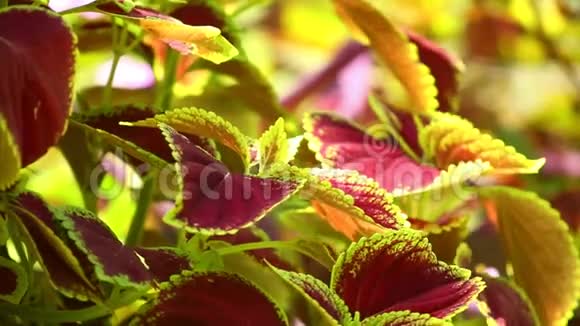 科柳树叶阳光明媚的花园视频的预览图