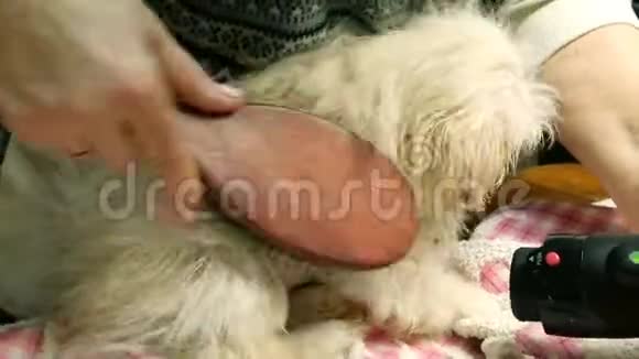 可爱可爱的小白北京小狗用刷子洗澡后人类的手梳理他的皮毛视频的预览图