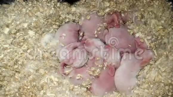 新出生的小兔子在巢里视频的预览图