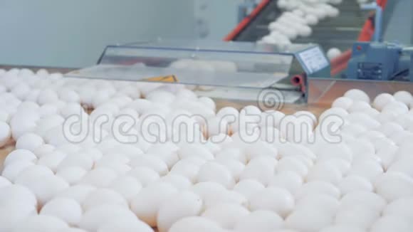 白色的鸡蛋从传送带上传到一个大托盘上工厂工人正在把它们移走视频的预览图