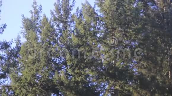 松树在风中摇曳天空视频的预览图