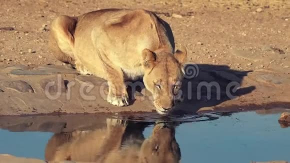 女狮子从水洞里喝水视频的预览图