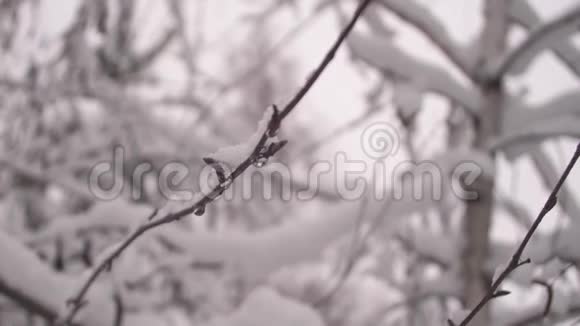 冬季圣诞公园雪慢慢地落在无叶的树枝上美丽的冬季景观雪躺在地上视频的预览图