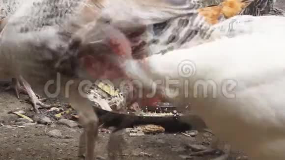 小狗追逐火鸡吃食物视频的预览图