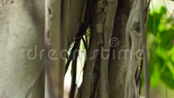 热带藤本在丛林中扭曲树干背景是绿色的树叶和植物的枝条关闭树枝视频的预览图