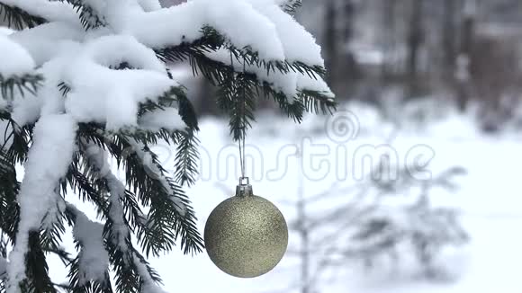 雪和降雪背景上的杉树枝视频的预览图
