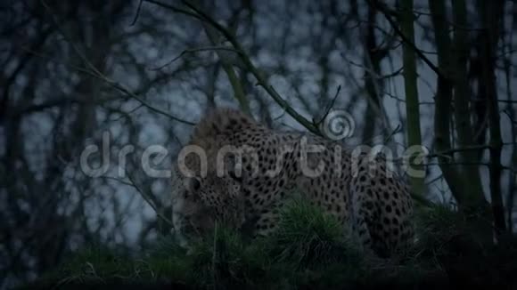 印度豹在晚上蹲伏并跺脚视频的预览图