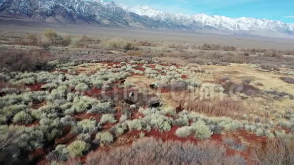 在孤独的松树城附近的沙漠上放牧马往山上看视频的预览图