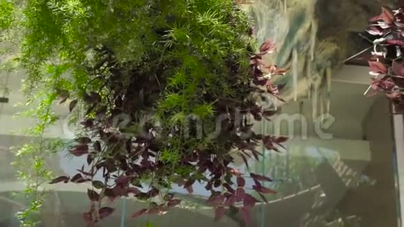 室外露台上绿色的树叶和植物枝条夏天在花园里把绿色的装饰植物和鲜花收起来视频的预览图