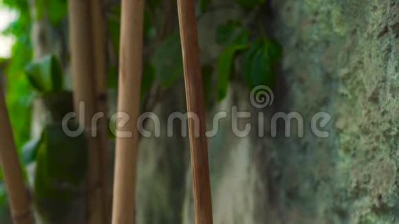 园林背景石墙上的竹树干和绿色植物背景绿叶和竹子视频的预览图