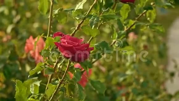 灌木上装饰的花园玫瑰视频的预览图