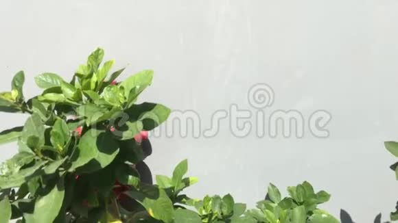 阳光下的绿色植物和消防栓视频的预览图