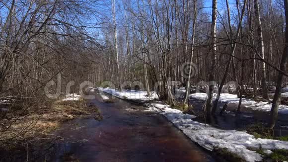 春汛的一条森林小河列宁格勒地区视频的预览图